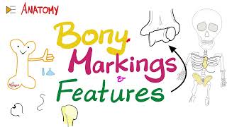 Bony Markings amp Features Tubercle Tuberosity Trochlea Fossa Fovea Crest Ridge…etc  Anatomy [upl. by Li]