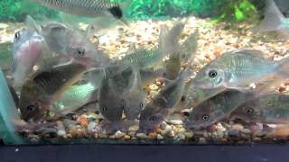 FANTASY AQUATICS  Giant Emerald corydoras Brochis Splendens [upl. by Iggep]