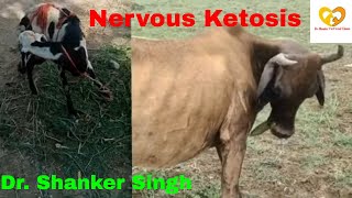 Hypoglycemia  Low blood Sugar  Nervous Ketosis Cow  Diagnosis and Treatment [upl. by Teillo]