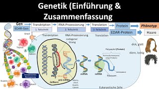 Genetik Einführung  Zusammenfassung 12  Abitur Biologie Genetik Oberstufe [upl. by Oravla397]