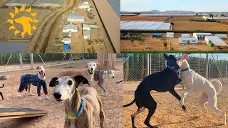 Update on the Galgos del Sol Center and why we do it [upl. by Eillak728]