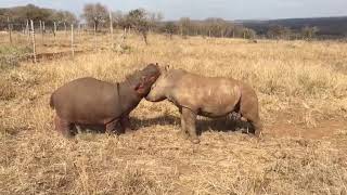 Baby Rhino Meets Hippo [upl. by Safir]