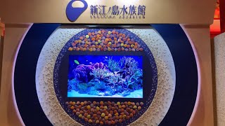 Enoshima Aquarium Tour in Japan [upl. by Larred]