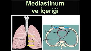 Mediastinum ve İçeriği Yüksel Aydar [upl. by Delle]