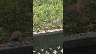 Yellow And Red Crossbill Birds Eating Bird Seed Birds nature birdwatching redcrossbill wildlife [upl. by Sirhc]