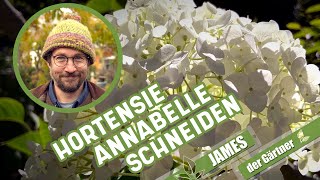 Wie und wann schneidet man eigentlich Schneeballhortensien I James der Gärtner [upl. by Reseda]