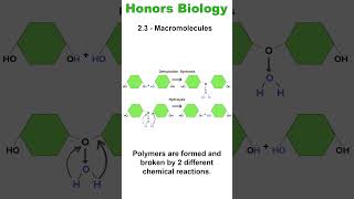 Honors Bio  23 Dehydration Synthesis and Hydrolysis biology biochemistry [upl. by Raynata]