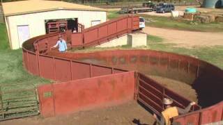 Cattle Handling  Facilities [upl. by Adlig51]