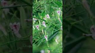 Kalmegh Medicinal Uses  Bhui neem Health benefits कालमेघभुइनीम के फायदे medicinalplants [upl. by Manwell]