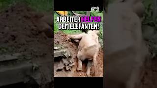 Arbeiter retten Elefant [upl. by Baniaz]