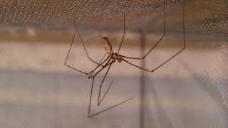 Pholcus phalangioides [upl. by Amaris]