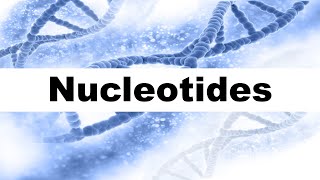 Nucleotides in DNA Short Explanation [upl. by Redienhcs]