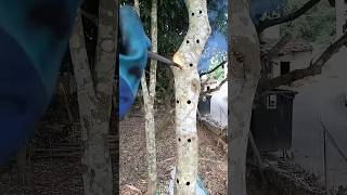 The Aquilaria trees are intentionally wounded to quickly obtain natural agarwood resin agarwood [upl. by Yentruocal134]