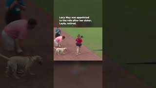 Watch Video shows bat dog relieving herself behind pitchers mound Shorts [upl. by Blanchard]