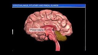 CBSE Class 11 Biology  Hypothalamus Pituitary Gland amp [upl. by Merrel]