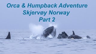 Skjervøy Whale Adventure  Part2 [upl. by Birdella]