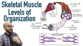 Skeletal Muscle Levels of Organization  Filament Basics [upl. by Jezabelle]