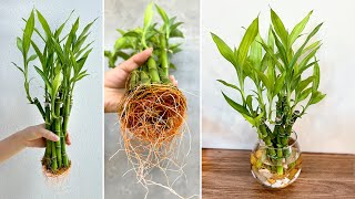 DIY aquatic plant pots from lucky bamboo best ideas for house plants [upl. by Sila924]