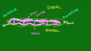 Sistema circulatório dos Anelídeos  Zoologia  Biologia [upl. by Mcdougall]