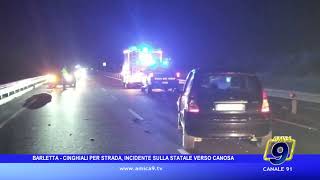 Barletta – Cinghiali per strada incidente sulla statale verso Canosa [upl. by Violette]