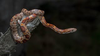 Corn Snake [upl. by Sheryl]