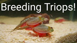 How To BREED Triops and Collect EGGS [upl. by Spenser878]