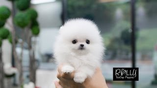 White Fluffy Cute Little Pomeranian D  Buzz  Rolly Teacup Puppies [upl. by Binnings855]