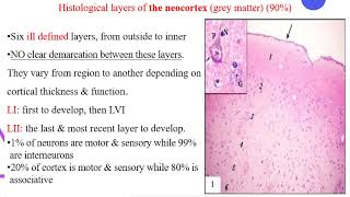 histology of cerebrum by ProfDrOmayma Kamel [upl. by Moht]