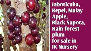 Jaboticaba Tree Kepel fruit Tree Malay Apple Plant Black Sapota Plants for sale in JK Nursery [upl. by Himelman]