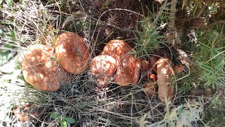 The Pine Treasure  Lactarius Deliciosus An Incredible Amount of Mushrooms  October 30 2024 [upl. by Ajim]