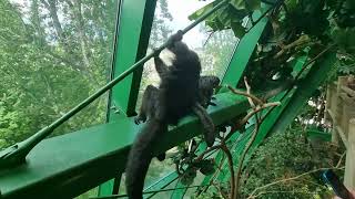 A family of Whitefaced saki [upl. by Alyaj]