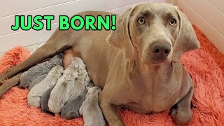 Newborn Puppies Weimaraner Lunas 2021 Litter [upl. by Akyre]