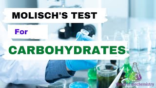 Molischs Test  Test for Carbohydrates  How to differentiate Carbohydrates from other Molecules [upl. by Anaeco152]