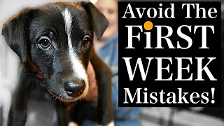 Avoid THESE Puppy Training First Week MISTAKES [upl. by Awe]