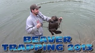 Beaver Trapping 2013 [upl. by Sabba439]