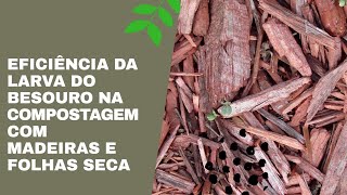 compostagem de folhas secas e madeiras [upl. by Allred900]