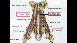 Two Minutes of Anatomy Deep Cervical Flexors AKA Deep Neck Flexors [upl. by Myrtle136]