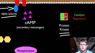 Signal Transduction Pathways [upl. by Issiah553]