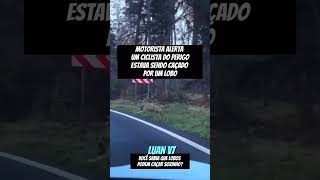 LOBO CAÇANDO CICLISTA dangdut terrors fy fypage fypyoutube fyp shorts humor sobrevivência [upl. by Archaimbaud823]