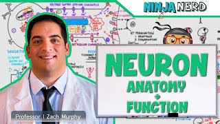 Neurology  Neuron Anatomy amp Function [upl. by Netneuq]