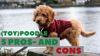 Toy Poodle Pros and Cons Do you really want one [upl. by Reeva]