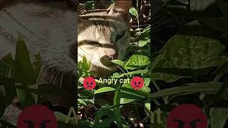 Cat video shorts wildlife cat [upl. by Eatnoled]