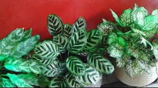 mostrando minhas plantas 2 horta horizontalnomes plantas flores folhagensjardimjardinagem [upl. by Winn]