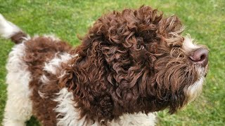 Catel Lagotto Romagnolo [upl. by Malca]