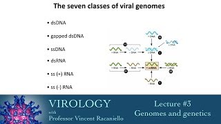 Virology 2014 Lecture 3  Genomes and genetics [upl. by Leyes]