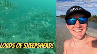 Spearfishing HUGE Sheepshead for Fish Tacos NICK VS GOLIATH GROUPER [upl. by Fitton]