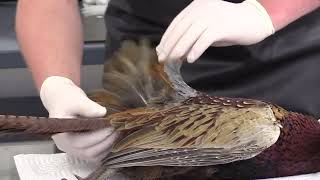 Flying Pheasant Taxidermy Mounting Course 1 Intro and Evaluation Step by step complete process [upl. by Lund]