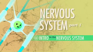 The Nervous System Part 1 Crash Course Anatomy amp Physiology 8 [upl. by Assyn]