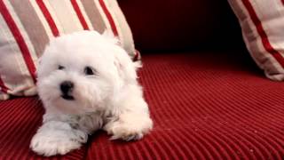 11 Week old Fanfare Maltese Puppy [upl. by Dorena833]