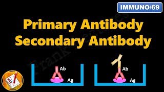 Primary and Secondary Antibodies FLImmuno69 [upl. by Aihsemak]